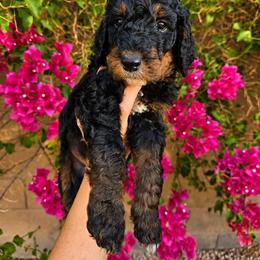 Dr. Pepper - Phantom male Poodle puppy in Mesa, Arizona from Desert Doodles