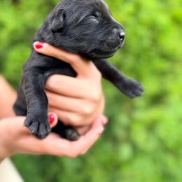 Woody - Black male Labrador Retriever puppy in Richfield, Utah from Stormy River Retrievers