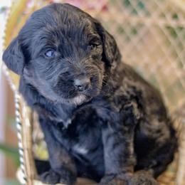Girl 1 - female Bernedoodle puppy in Crete, Nebraska from Doodles & Co