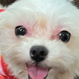 Niki - Maltese