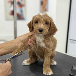 Anchor - Red  male Goldendoodle puppy in Yuciapa, California from AlltheDoodlez_