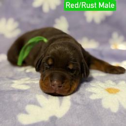 Green Collar - Red and rust male Doberman Pinscher puppy in Lake City, Florida from Paintedcrazy Doberman Pinchers