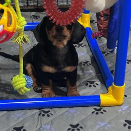 Black and Tan Female 2 CKC REGISTERED 3500 - Black and tan female Dachshund puppy in Blackstone, Virginia from Cheyenne's Dachshunds