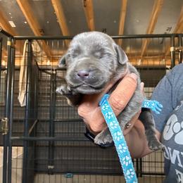 Light blue - Chocolate female Labrador Retriever puppy in Newton Grove, North Carolina from Wayalife Labradors & Gsp’s