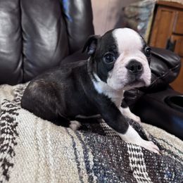 Boy 1 - Brindle and white male Boston Terrier puppy in Clarksville, Tennessee from Circle P's Boston Terriers