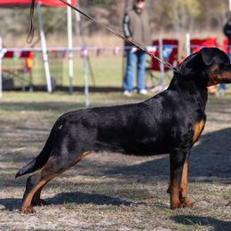 Faith “Stinky Bear” - Rottweiler