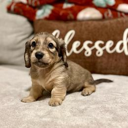 Binx - Cream male Dachshund puppy in Crestview, Florida from Neverending Dachies