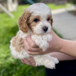 Cavapoo Puppies from Ellas.Pups