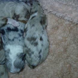 Red1 - Red merle female Miniature Australian Shepherd puppy in Elkhart, Texas from Donaldson Dogz