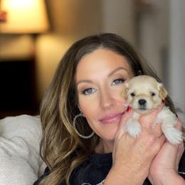 Everest - Cream male Maltipoo puppy in St. George, Utah from Winchester Hills Poodles and Doodles