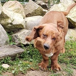 Basset Hounds from H.H.Empire