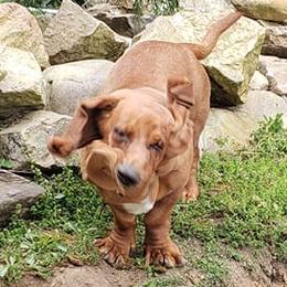 Basset Hounds from H.H.Empire