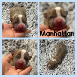Manhattan - Blue fawn male American Staffordshire Terrier puppy in Marietta, Georgia from Ambition Amstaffs