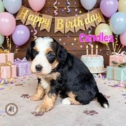 Candles - Tri-color female Bernedoodle puppy in Banner Elk, North Carolina from Walnut Tree Bernedoodles