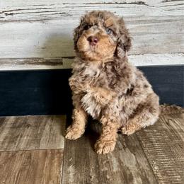 Dewey - Chocolate merle male Bernedoodle puppy in Savannah, Missouri from Rose Creek Mini Aussies and doodles