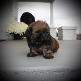 Nixi - Black and tan female Shih Tzu puppy in Clinton, Tennessee from Southland’s Shih Tzus