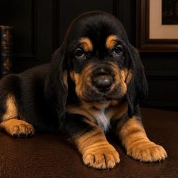 Daniel - Green collar - Black brown and white male Basset Hound puppy in Edmonton, Kentucky from RiverBottom Bassets
