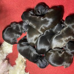 Shih Tzu Puppies from Hjo’s Pupdates