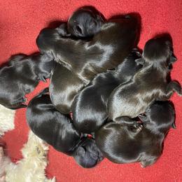 Shih Tzu Puppies from Hjo’s Pupdates