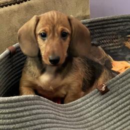 Blanche - Red female Dachshund puppy in Meggett, South Carolina from Notori Dobermans