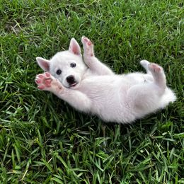 Siberian Husky Puppies from Hargaden Huskies