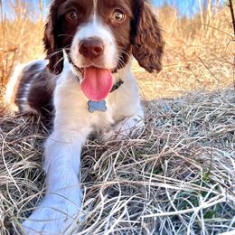 English Springer Spaniel Puppies from Spradley Springers