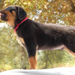 Rottweiler Puppies from 2Infinity Rottweilers LLC