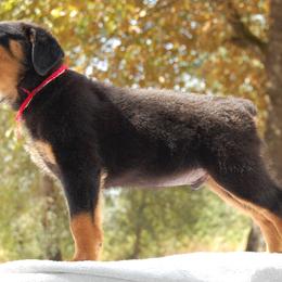 Rottweiler Puppies from 2Infinity Rottweilers LLC