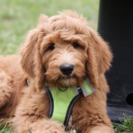 Goldendoodle Puppies from Knapp's Paw Prints