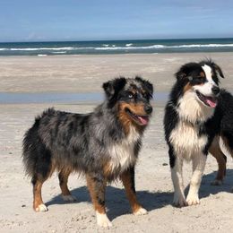 Australian Shepherds from LKN Aussies