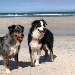 Australian Shepherds from LKN Aussies