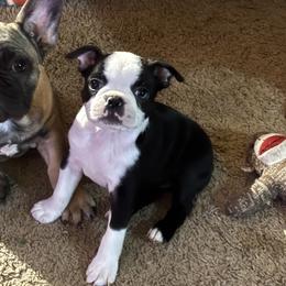 Elisa - Black and white female Boston Terrier puppy in Alabama from Southern Bulldogs