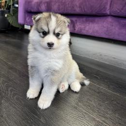Cupcake - Silver and white female Pomsky puppy in La Verne, California from Red Cedar Pomskies