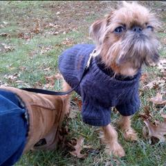 Bernese Mountain Dog and Brussels Griffon Puppies from Brooks Berner Bears