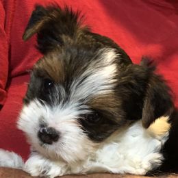 Biewer Terrier and Yorkshire Terrier Puppies from Wisteria Yorkies