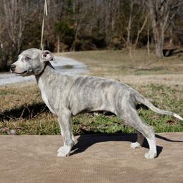 Kudu - Blue brindle male Whippet puppy in Gentry, Arkansas from Mardel Robeson of Mulberry Hollow Whippets