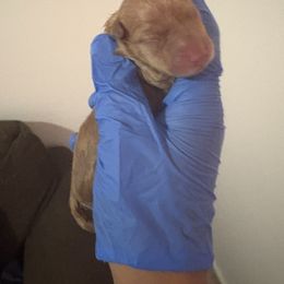 Lily - Wheaten female Scottish Terrier puppy in Stanford, Kentucky from Bluegrass Scottish Terriers