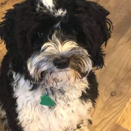 Aussiedoodle and Cavapoo All Grown Up from Blue Diamond Puppies