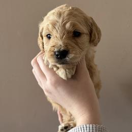 Girl 2 - female Goldendoodle puppy in Hamptonville, North Carolina from Goldendoodles of Vanhoy Farms