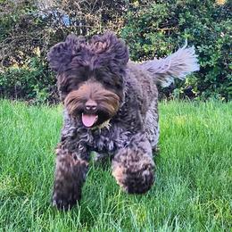 Luna - Australian Labradoodle
