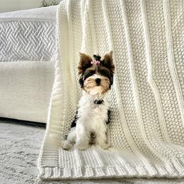 Meadow - Biewer Terrier