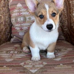 Girl 6 - Sable female Pembroke Welsh Corgi puppy in Surprise, Arizona from Ruff and Rowdy Corgis