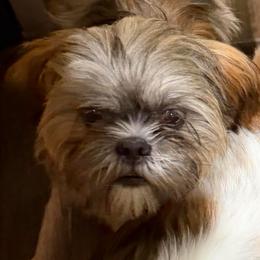 Brandon - Brindle male Shih Tzu puppy in Victorville, California from RUMBLE n TUMBLE