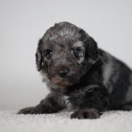 Atlas - Merle male Goldendoodle puppy in Caldwell, Idaho from Boise Doodle Co.