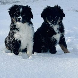 Miniature Australian Shepherd Puppies from Broken T Australian Shepherds