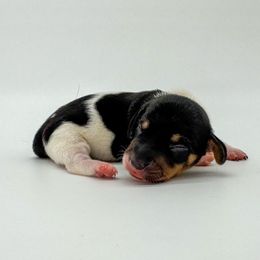 Jupiter - Piebald female Dachshund puppy in Waddell, Arizona from Neu Doxies