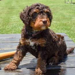 Nokona - Brown female Bernedoodle puppy in Lake Charles, Louisiana from Journey Doodles