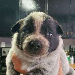 Full mask n - Blue speckled female Australian Cattle Dog puppy in Lenoir, North Carolina from Blue Coyote Ranch