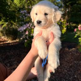 Boy 2 - Light golden male Golden Retriever puppy in Battleground, Washington from Brooklin Canine