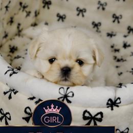 Chihuahuas, French Bulldogs, and Shih Tzus from Imperial Shih Tzu